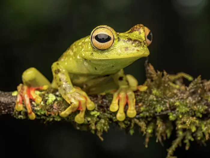 Framed Print : Red-webbed Tree Frog (Boana rufitela), Boca Tapada, Costa Rica