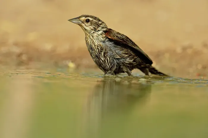 Framed Print : Red-winged blackbird (Agelaius phoeniceus) female bathing, Rio Grande City, Texas, USA Framed Print : Red-winged blackbird (Agelaius phoeniceus) female bathing, Rio Grande City, Texas, USA