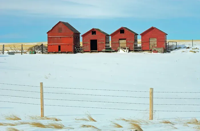 Framed Print : Red wooden graneries in winter Hussar, Alberta, Canada Framed Print : Red wooden graneries in winter Hussar, Alberta, Canada