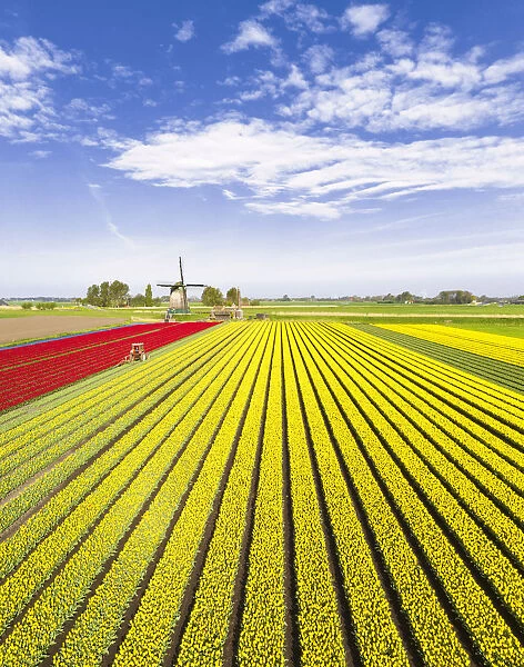 Red and yellow tulips in a multicolor tulips field near the De Kaagmolen windmill