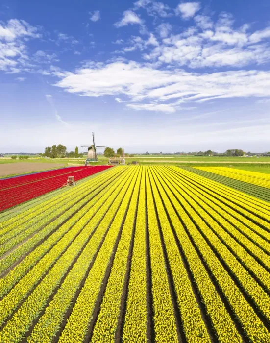 Framed Print : Red and yellow tulips in a multicolor tulips field near the De Kaagmolen windmill Framed Print : Red and yellow tulips in a multicolor tulips field near the De Kaagmolen windmill
