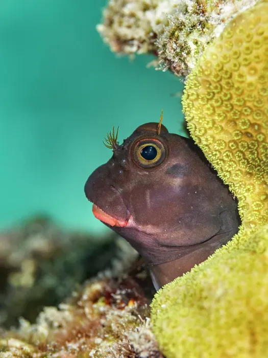 Framed Print : Redlip Blenny (Ophioblennius atlanticus), Grand Cayman, Cayman Islands, British West Indies Framed Print : Redlip Blenny (Ophioblennius atlanticus), Grand Cayman, Cayman Islands, British West Indies