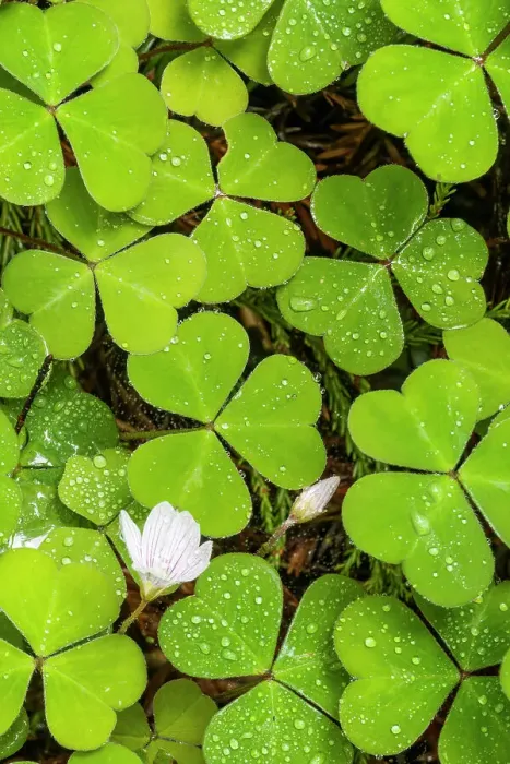 Framed Print : Redwood Sorrel (Oxalis oregano), Jedediah Smith Redwoods State Park, California, USA Framed Print : Redwood Sorrel (Oxalis oregano), Jedediah Smith Redwoods State Park, California, USA