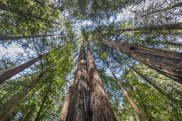 Redwood trees, Muir Woods National Monument, Marin County, California, USA