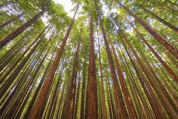 Redwoods, Rotorua, New Zealand