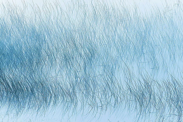 Reed pattern on Maskinonge Lake Waterton Lakes National Park, Alberta, Canada