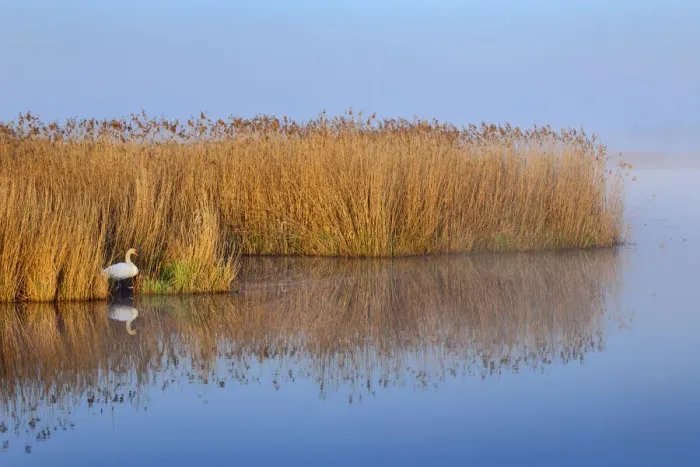 Framed Print : Reedland with mute swan - Germany, Baden-Wurttemberg, Tubingen, Biberach Framed Print : Reedland with mute swan - Germany, Baden-Wurttemberg, Tubingen, Biberach