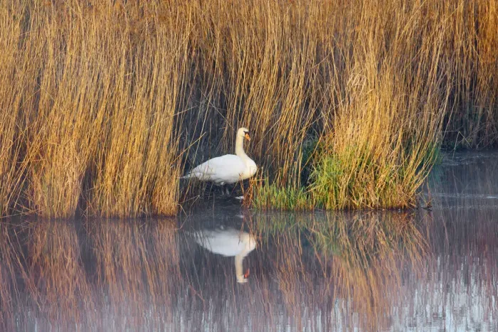 Framed Print : Reedland with mute swan - Germany, Baden-Wurttemberg, Tubingen, Biberach Framed Print : Reedland with mute swan - Germany, Baden-Wurttemberg, Tubingen, Biberach