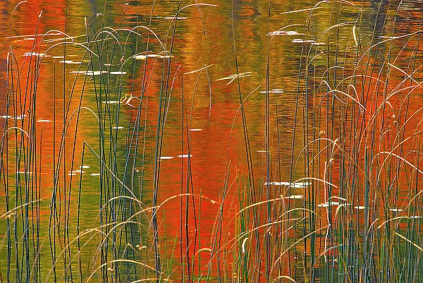 Reeds on Bunny Lake Near Sioux Narrows, Ontario, Canada