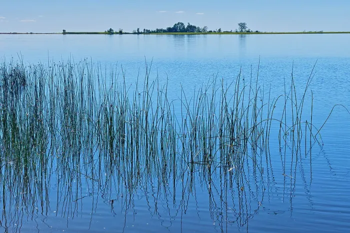 Framed Print : Reeds on Lake of the Woods North of Rainny River, Ontario, Canada Framed Print : Reeds on Lake of the Woods North of Rainny River, Ontario, Canada