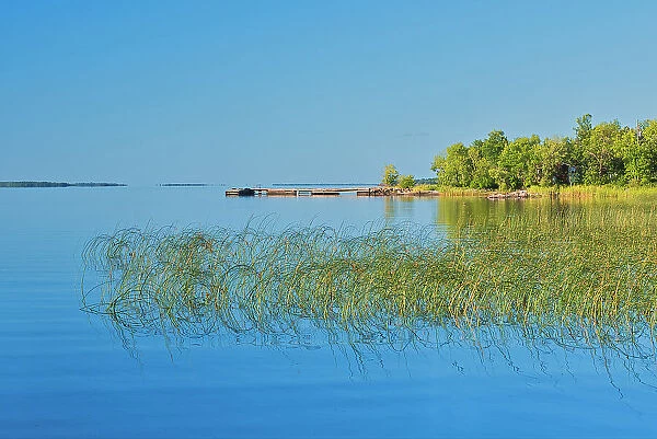 Reeds on Lake of the Woods North of Rainny River, Ontario, Canada