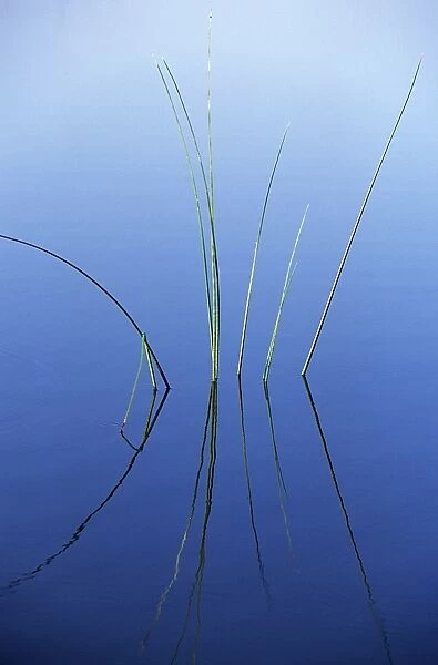 Reeds reflected in water