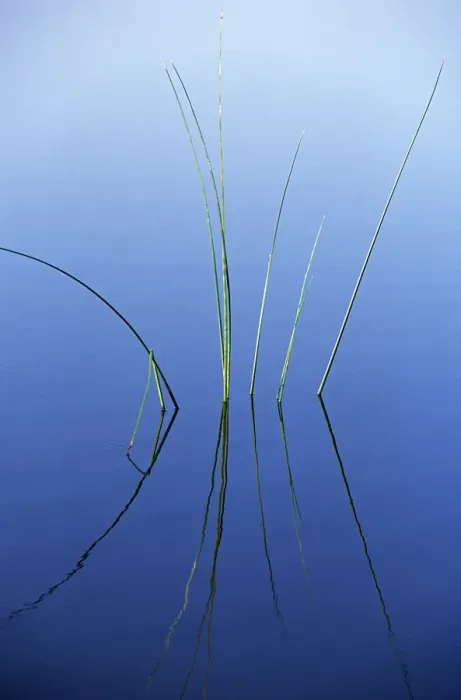 Framed Print : Reeds reflected in water Framed Print : Reeds reflected in water