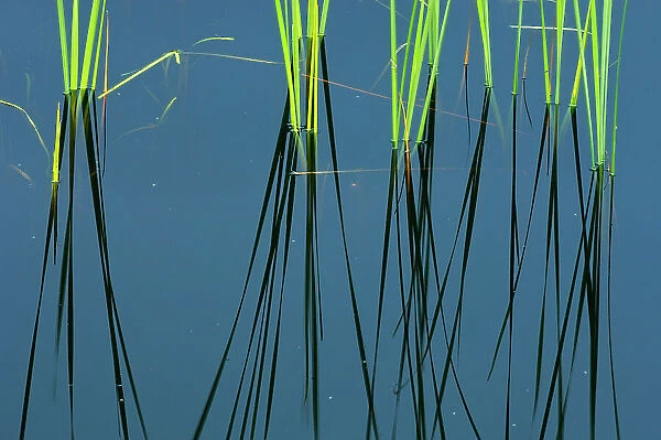 Reeds and reflection in wetland Near Sioux Lookout, Ontario, Canada