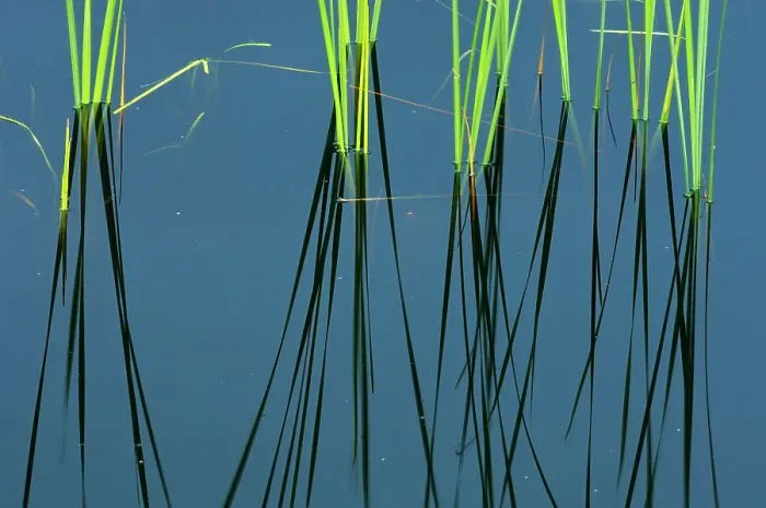 Framed Print : Reeds and reflection in wetland Near Sioux Lookout, Ontario, Canada Framed Print : Reeds and reflection in wetland Near Sioux Lookout, Ontario, Canada