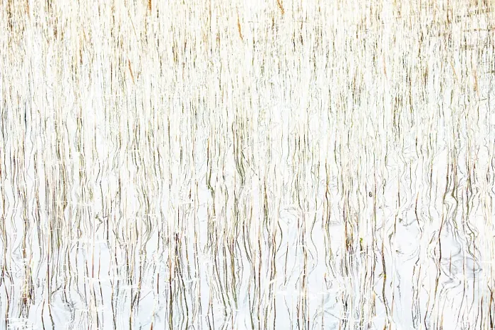 Framed Print : Reeds and reflections, Loch Cill Chriosd, Isle of Skye, Inner Hebrides, Scotland Framed Print : Reeds and reflections, Loch Cill Chriosd, Isle of Skye, Inner Hebrides, Scotland