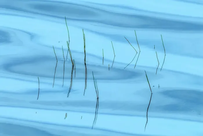 Framed Print : Reeds and surface pattern on Horseshoe Lake, Muskoka, Ontario, Canada Framed Print : Reeds and surface pattern on Horseshoe Lake, Muskoka, Ontario, Canada