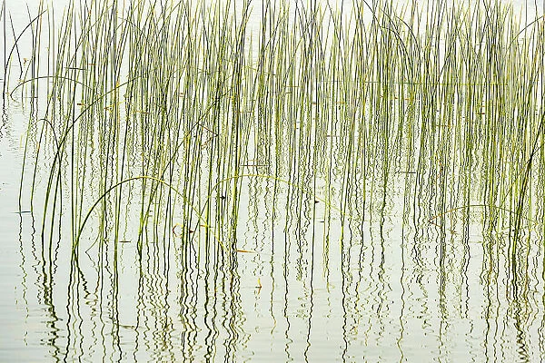 Reeds in Wekusko Lake Wekusko Falls Provincial Park Manitoba, Canada