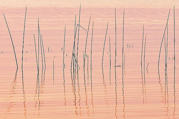 Reeds. Wekusko Lake Wekusko Falls Provincial Park Manitoba, Canada