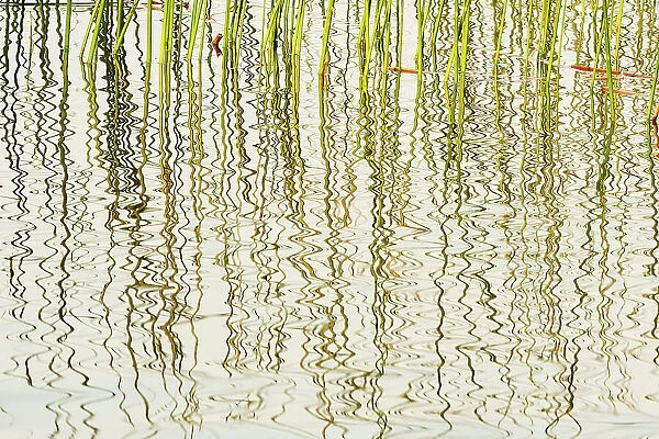 Reeds in Wekusko Lake Wekusko Falls Provincial Park, Manitoba, Canada