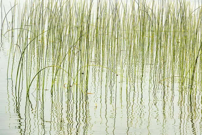 Framed Print : Reeds in Wekusko Lake Wekusko Falls Provincial Park Manitoba, Canada Framed Print : Reeds in Wekusko Lake Wekusko Falls Provincial Park Manitoba, Canada