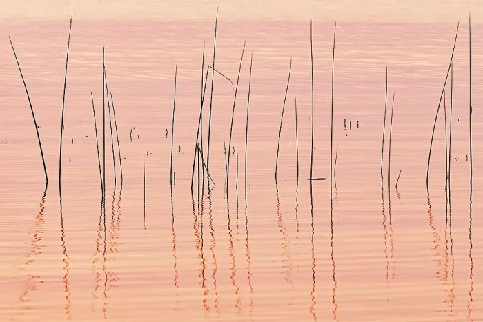 Framed Print : Reeds. Wekusko Lake Wekusko Falls Provincial Park Manitoba, Canada Framed Print : Reeds. Wekusko Lake Wekusko Falls Provincial Park Manitoba, Canada