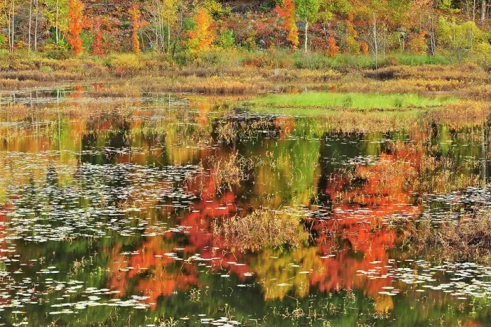 Framed Print : Reflection of autumn colored trees in pond Minden, Ontario, Canada Framed Print : Reflection of autumn colored trees in pond Minden, Ontario, Canada