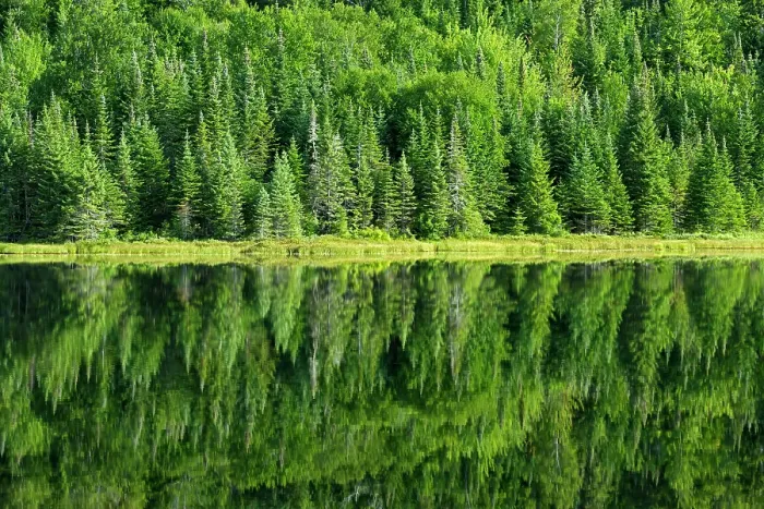 Framed Print : Reflection of mixedwood forrest in Lac Modene. La Mauricie National Park, Quebec, Canada Framed Print : Reflection of mixedwood forrest in Lac Modene. La Mauricie National Park, Quebec, Canada