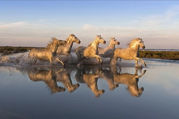 Reflection of white horses of the Camargue running through a shallow lake, Camargue