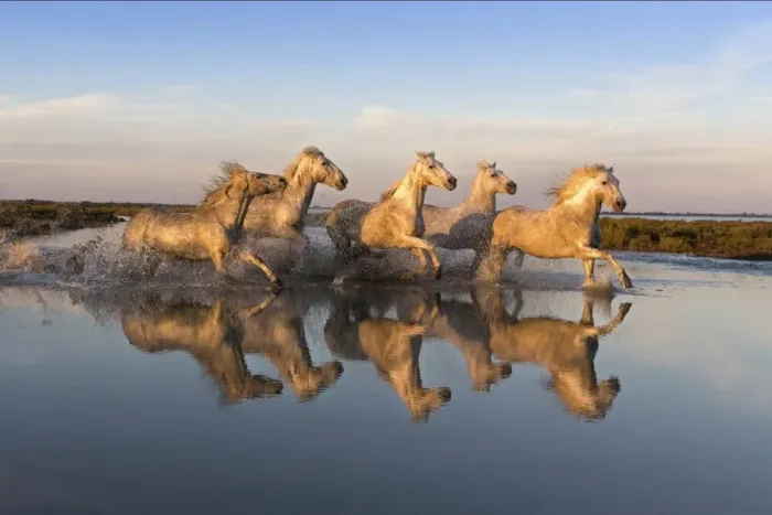 Framed Print : Reflection of white horses of the Camargue running through a shallow lake, Camargue Framed Print : Reflection of white horses of the Camargue running through a shallow lake, Camargue