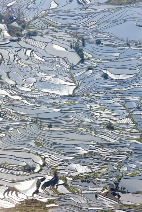 Framed Print : Reflections of water filled rice terraces, Yuanyang County, Honghe, Yunnan Province Framed Print : Reflections of water filled rice terraces, Yuanyang County, Honghe, Yunnan Province