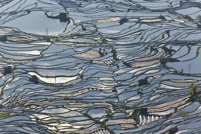 Framed Print : Reflections of water filled rice terraces, Yuanyang County, Honghe, Yunnan Province Framed Print : Reflections of water filled rice terraces, Yuanyang County, Honghe, Yunnan Province