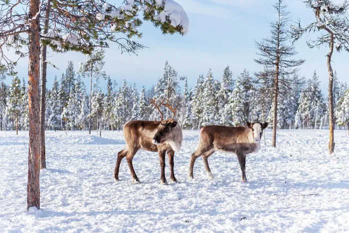 Framed Print : Two reindeer in the arctic forest, Norrbotten, Lapland, Sweden, Scandinavia Framed Print : Two reindeer in the arctic forest, Norrbotten, Lapland, Sweden, Scandinavia
