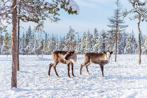 Two reindeer in the arctic forest, Norrbotten, Lapland, Sweden, Scandinavia