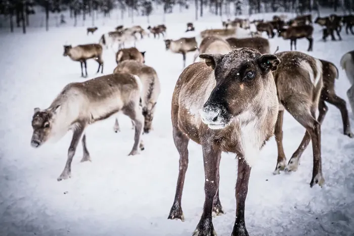 Framed Print : Reindeer in the frozen landscape in a Sami people farm, Lapland, Sweden Framed Print : Reindeer in the frozen landscape in a Sami people farm, Lapland, Sweden