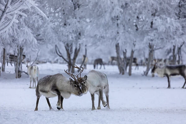Reindeer grazing, Pallas-Yllastunturi National Park, Muonio, Lapland, Finland