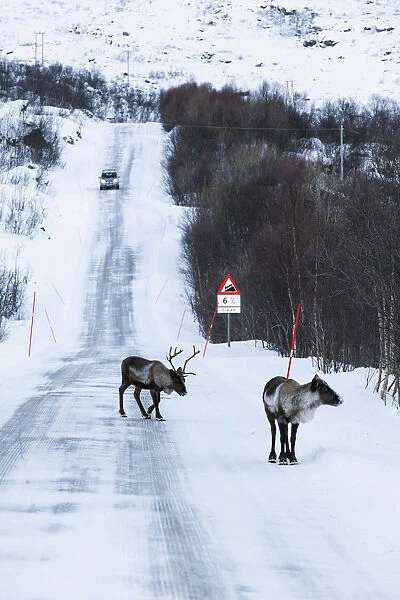 Reindeer, Kvaloya, Troms region, Norway