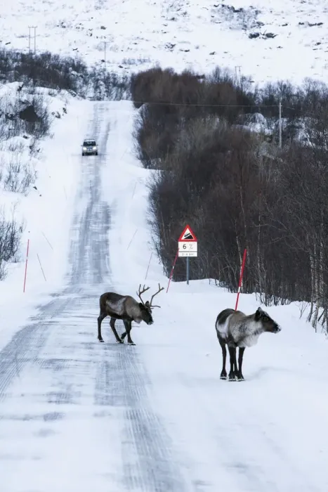 Framed Print : Reindeer, Kvaloya, Troms region, Norway Framed Print : Reindeer, Kvaloya, Troms region, Norway