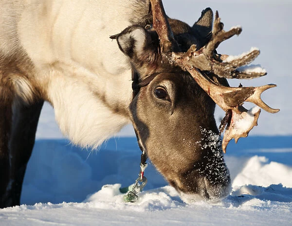 Reindeer, Lapland, Finland