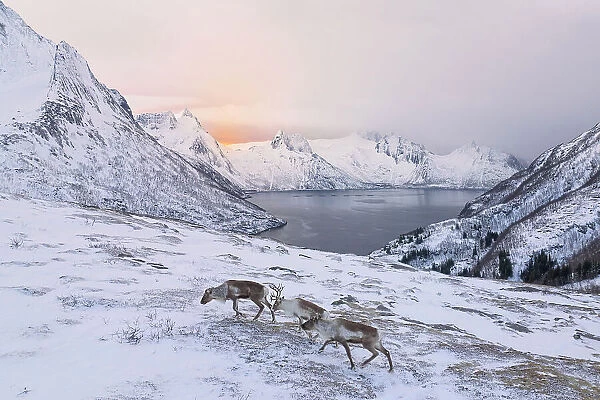 three reindeer looking for food in the fjords of Senja, Senja, Norway