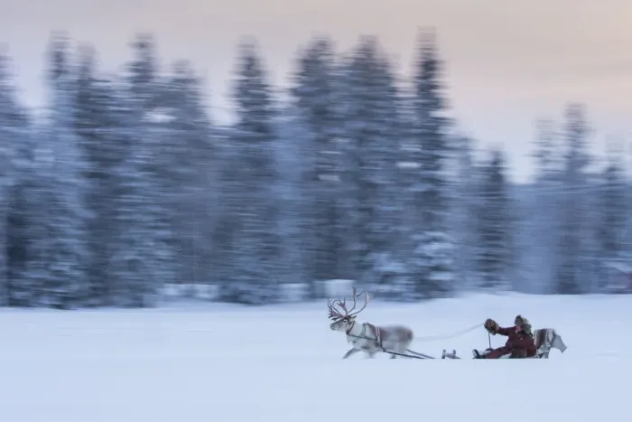 Framed Print : Reindeer (Rangifer tarandus) pulling a sleigh through the snow, Kuusamo, Finland