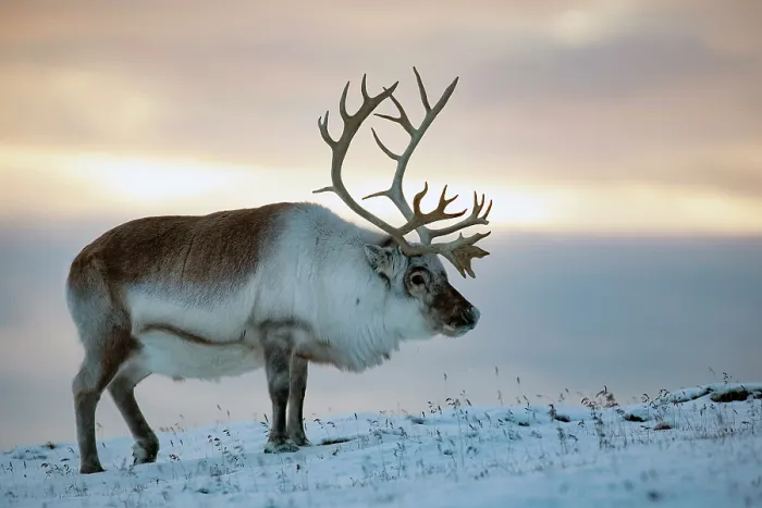 Framed Print : Reindeer in snow at sunset, Spitsbergen, Svalbard, Arctic, Norway