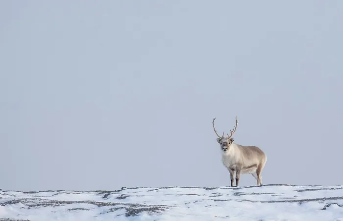 Framed Print : Reindeer in snowy landscape, Spitsbergen, Svalbard, Arctic, Norway Framed Print : Reindeer in snowy landscape, Spitsbergen, Svalbard, Arctic, Norway