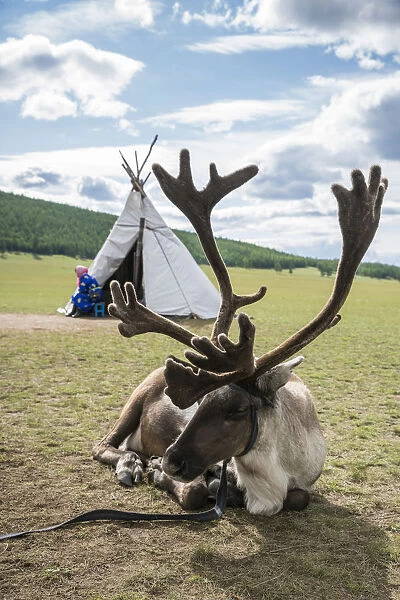 Reindeer and woman from the Reindeer People and tent in the background. Hovsgol province
