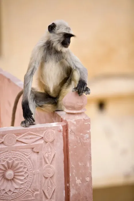 Framed Print : Resident Monkey, Amber Fort, Jaipur, Rajasthan, India Framed Print : Resident Monkey, Amber Fort, Jaipur, Rajasthan, India