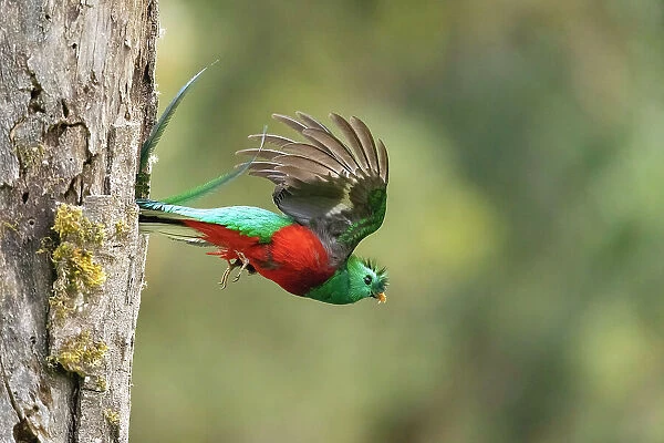 Resplendent Quetzal (Pharomachrus mocinno), male leaving nestiing hole after delivering food to young, cloud forest, Cerro de la Muerte, Costa Rica
