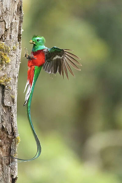 Resplendent Quetzal (Pharomachrus mocinno), male arriving at nesting hole with food, cloud forest, Cerro de la Muerte, Costa Rica