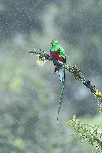 Resplendent Quetzal (Pharomachrus mocinno), male perched in cloud forest tree in the rain, Cerro de la Muerte, Costa Rica