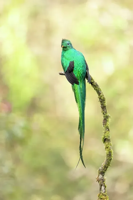 Framed Print : Resplendent Quetzal (Pharomachrus mocinno), male perched in cloud forest tree, Cerro de la Muerte, Costa Rica Framed Print : Resplendent Quetzal (Pharomachrus mocinno), male perched in cloud forest tree, Cerro de la Muerte, Costa Rica