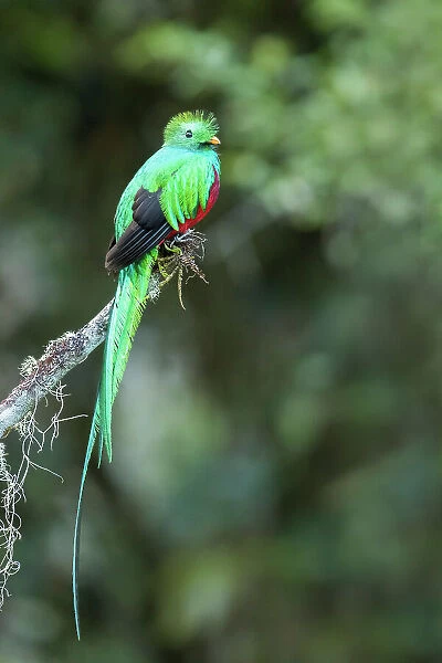 Resplendent Quetzal (Pharomachrus mocinno), male perched in cloud forest tree, Cerro de la Muerte, Costa Rica